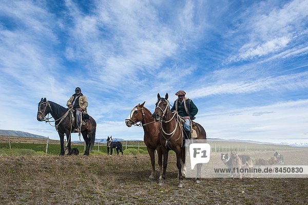 Horse riders with their dogs riding through the savannah near the Torres del Paine National Park  Patagonia  Chile  South America