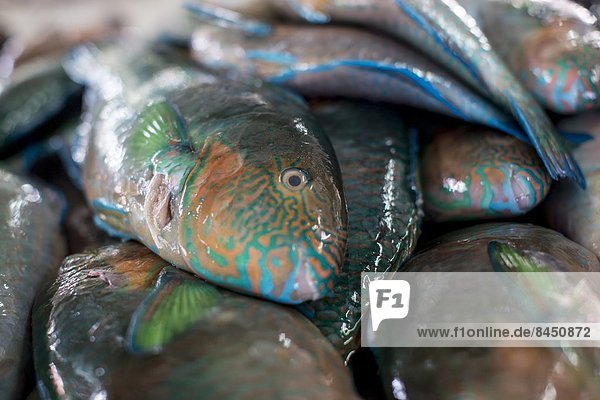 Fisch Pisces Papageifisch Pflanzenfresser wichtig verkaufen Südostasien Asien Ökosystem Malaysia Markt Riff Sabah