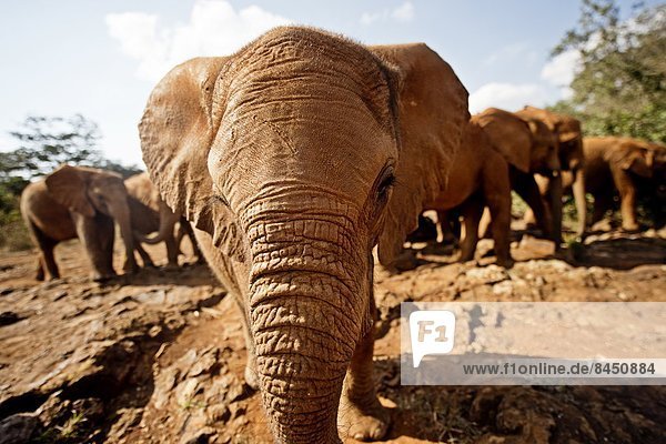 Ostafrika  Nairobi  Hauptstadt  Elefant  Afrika  Kenia