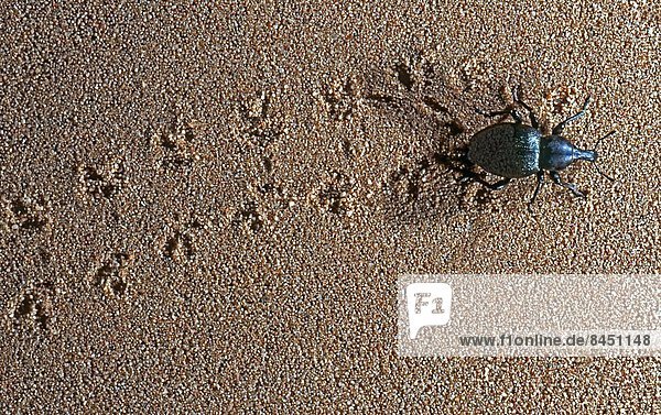 Käfer im Sand