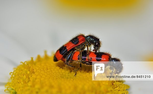 Gemeine Bienenkäfer (Trichodes apiarius) bei der Paarung auf einer Blüte