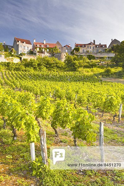 Vineyards below the hilltop village of Vezelay  Yonne  Burgundy  France  Europe