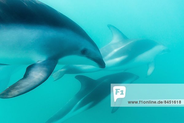 Delphin  Delphinus delphis  Unterwasseraufnahme  Pazifischer Ozean  Pazifik  Stiller Ozean  Großer Ozean  neuseeländische Südinsel  Dalbe  Kaikoura  Neuseeland