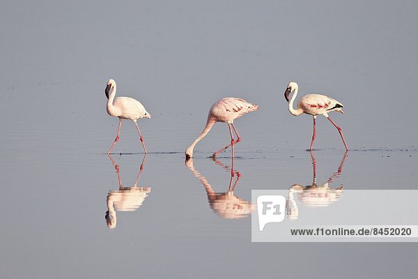 Ostafrika  klein  Serengeti Nationalpark  Afrika  Flamingo  Linie  Tansania