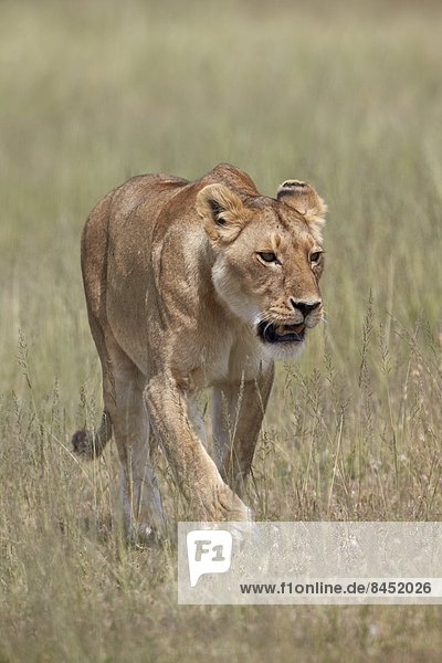 Lioness (Panthera leo) Serengeti National Park Tanzania East Africa Africa
