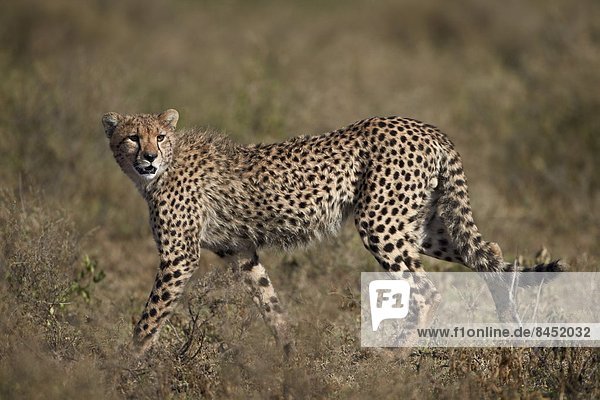 Ostafrika Serengeti Nationalpark Afrika Tansania