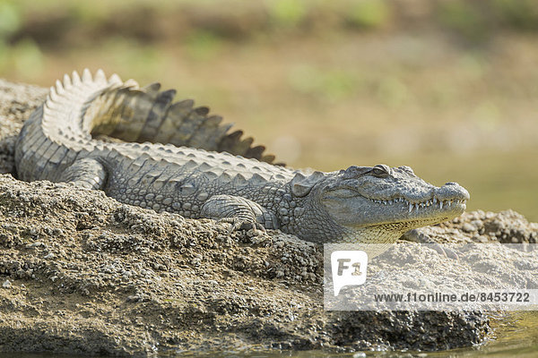 Sumpfkrokodil (Crocodylus palustris)  Fluss Chambal  Rajasthan  Indien
