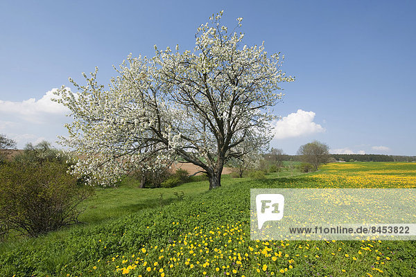 Blühender Gewöhnlicher Löwenzahn (Taraxacum sect. Ruderalia) und blühende Vogel-Kirsche (Prunus avium) auf einer Wiese  Thüringen  Deutschland
