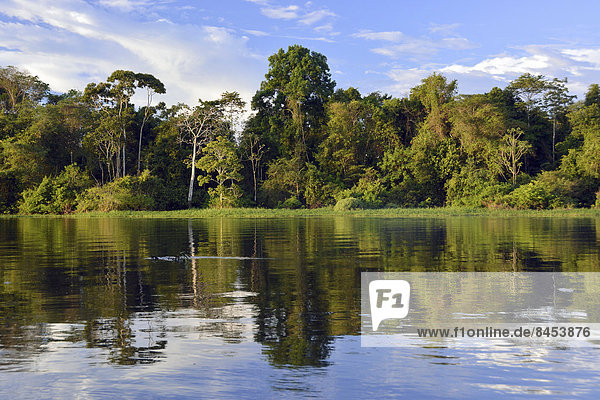 Ufer des Rio Solimões mit Várzea-Urwald  Mamirauá-Nationalpark  Manaus  Amazonas  Brasilien