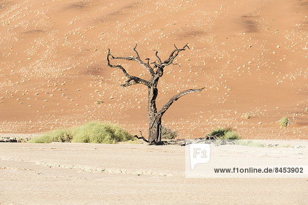 Dead tree in salt and clay pan  Dead Pan  Sossusvlei  UNESCO World Heritage Site  Namib Desert  Namibia