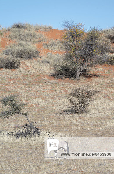 Gemsbok (Oryx gazella)  Kalahari  Namibia