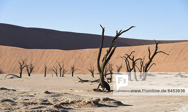 Dead trees in dried-up salt and clay pan  Dead Pan  Sossusvlei  UNESCO World Heritage Site  Namib Desert  Namibia