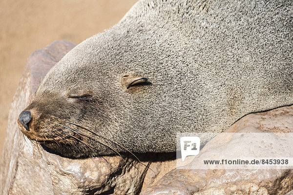 Schlafender Südafrikanischer Seebär (Arctocephalus pusillus)  Dorob-Nationalpark  Kreuzkap  Namibia