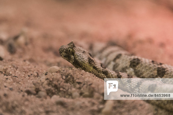Gehörnte Puffotter (Bitis caudalis)  Living Desert Snake Park  Walvis Bay  Namibia