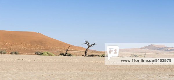 Salt and clay pan  Deadvlei  Sossusvlei  Namib Desert  Namibia