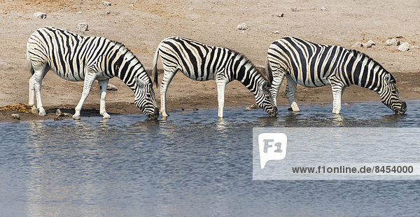 Steppenzebras (Equus burchellii) an Wasserstelle Chudob  Etosha-Nationalpark  Namibia