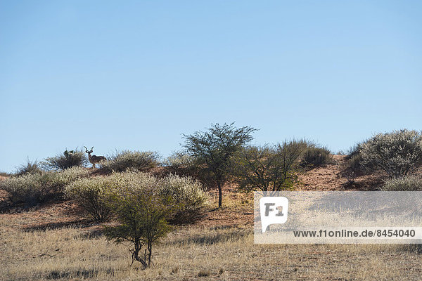 Großer Kudu (Tragelaphus strepsiceros) auf Düne  Kalahari  Namibia
