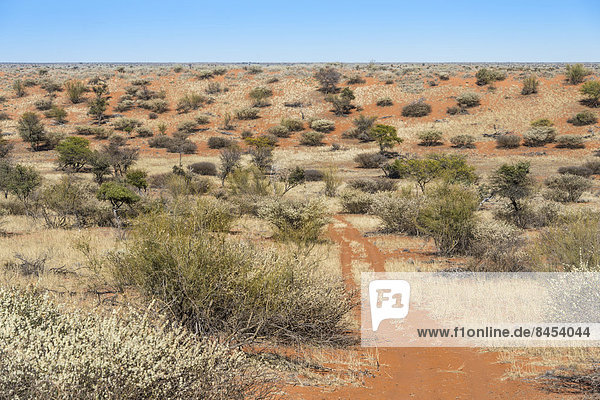 Weite Landschaft  Kalahari  Namibia