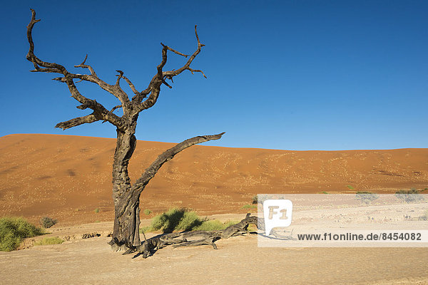 Namibia Namib Lehm Speisesalz Salz Sossusvlei