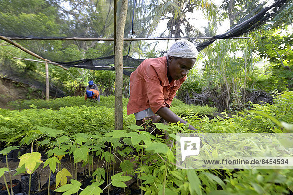 Women working in a nursery  reforestation  Village Morin  Leogane  Haiti