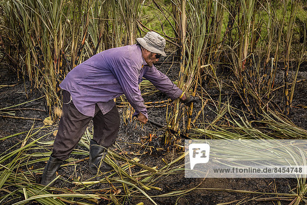 Worker harvesting sugar cane by hand  Sigatoka  Viti Levu  Fiji