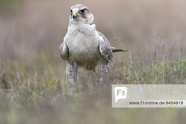 Sakerfalke  Saker oder Würgfalke (Falco cherrug)  Baden-Württemberg  Deutschland