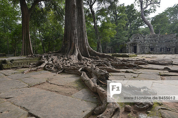 Ta Prohm temple complex overgrown with strangler fig(Ficus virens)  Ta Prohm  Angkor region  Siem Reap  Cambodia