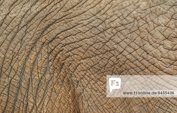 Afrikanischer Elefant (Loxodonta africana)  Detail der Haut  Krüger-Nationalpark  Südafrika