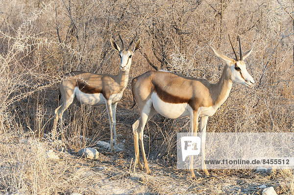 Springbock (Antidorcas marsupialis) zwei Weibchen stehen vor einem dornigen Dickicht Etosha Nationalpark Namibia