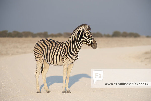 Steppenzebra (Equus Quagga burchellii) steht auf einer staubigen Straße  Etosha Nationalpark  Namibia