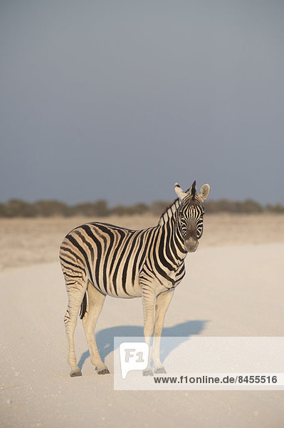 Steppenzebra (Equus Quagga burchellii) steht auf einer staubigen Straße Etosha Nationalpark Namibia