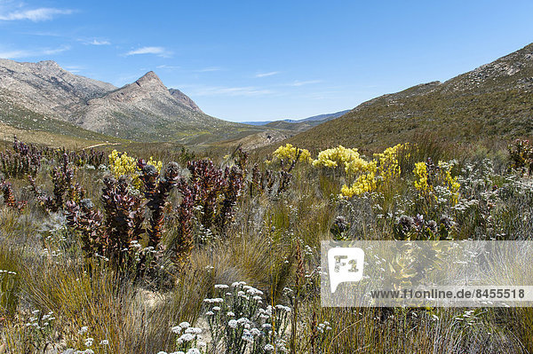 Vegetation im Swartberge Gebirge  UNESCO-Weltnaturerbe  Westkap  Südafrika