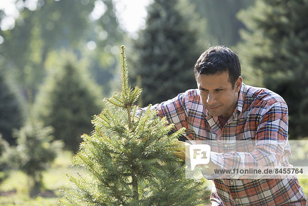 Ein Mann beschneidet einen biologisch angebauten Weihnachtsbaum.