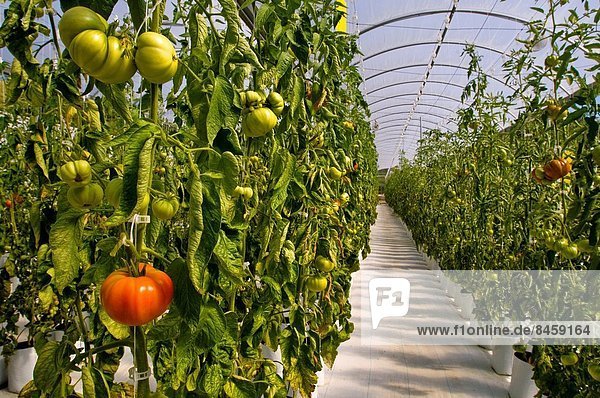 Frische  Überprüfung  Wachstum  Tomate  Erbe  Kalifornien  Klima  Treibhaus