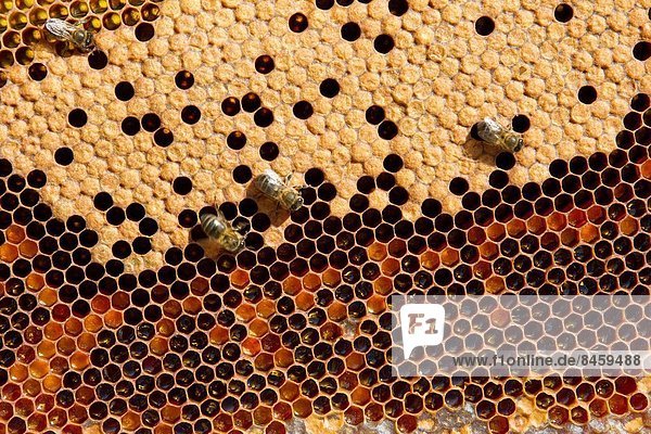 arbeiten Biene Bienenstock voll Honig