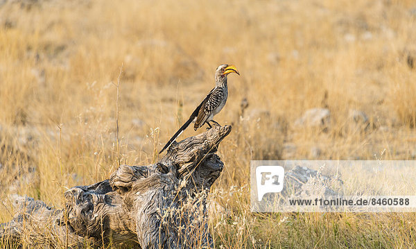 Gelbschnabeltoko (Tockus leucomelas) sitzt auf einem alten Baumstumpf  Etosha-Nationalpark  Namibia