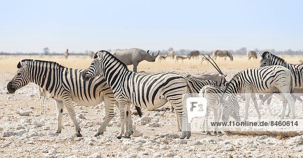 Steppenzebras (Equus quagga)  Zebraherde  Etosha-Nationalpark  Namibia