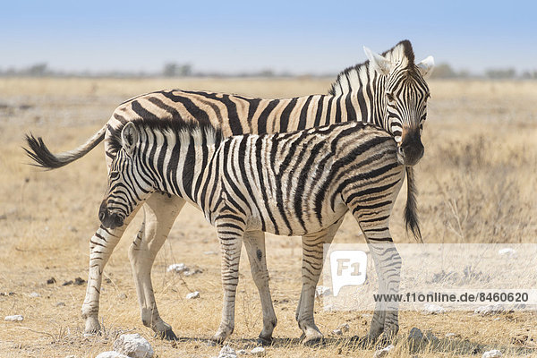 Steppenzebra (Equus quagga) mit Fohlen  Etosha-Nationalpark  Namibia