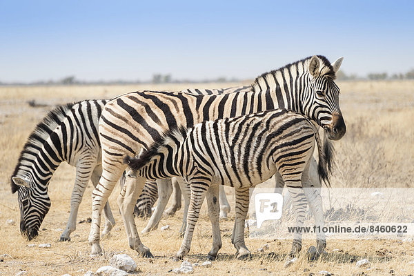 Steppenzebras (Equus quagga) mit Fohlen  Etosha-Nationalpark  Namibia