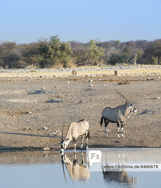 Spießböcke (Oryx gazella) an der Wasserstelle Chudop  Etosha-Nationalpark  Namibia
