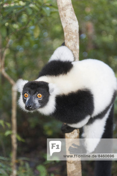 Schwarzweißer Vari (Varecia variegata)  stechender Blick  klammert sich an dünnen Stamm  Vakona Park  Madagaskar