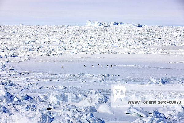 Packeis  Pinguine  Weddell-Meer  Antarktis