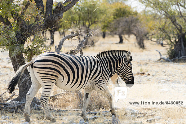 Steppenzebra (Equus quagga)  Etosha-Nationalpark  Namibia
