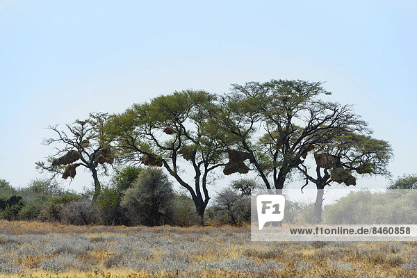 Bäume mit Gemeinschaftsnestern von Siedelwebern (Philetairus socius)  Etosha-Nationalpark  Namibia