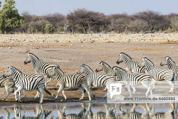 Steppenzebras (Equus quagga burchellii)  Zebraherde flüchtet von der Wasserstelle Chudop  Etosha-Nationalpark  Namibia