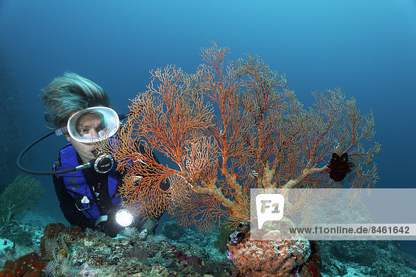 Female scuba diver looking at Gorgonian or Fan Coral  Soft Coral (Melithaea sp.)  UNESCO World Heritage Site  Great Barrier Reef  Australia  Pacific Ocean
