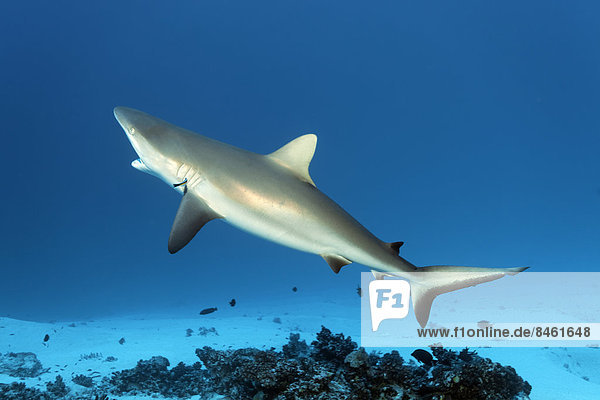 Grey Reef Shark (Carcharhinus amblyrhynchos) at cleaning station with a Bluestreak Cleaner Wrasse (Labroides dimidiatus)  on a sandy sea floor  UNESCO World Heritage Site  Great Barrier Reef  Australia  Pacific Ocean