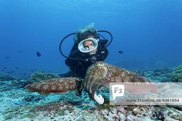 Taucher betrachtet Paar Breitarm-Sepias oder Breitkeulen-Sepias (Sepia latimanus)  UNESCO Weltnaturerbe  Great Barrier Reef  Australien  Pazifik