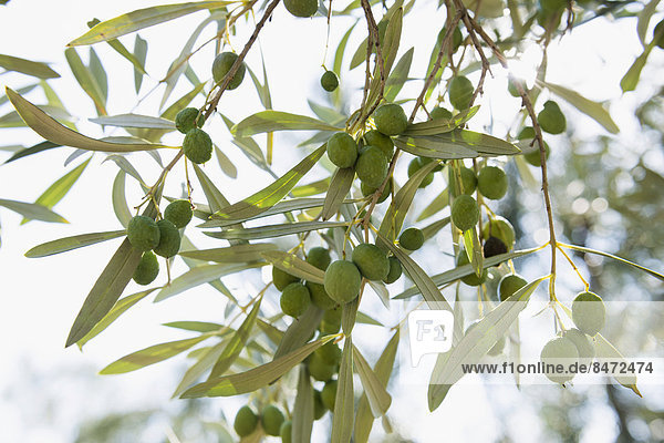 Grüne Oliven am Olivenbaum (Olea europaea)  Riviera di Ponente  Ligurien  Italien