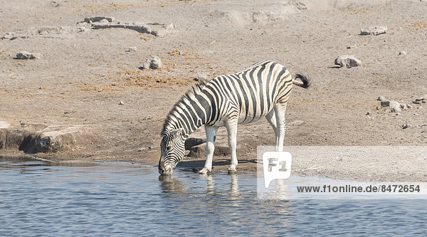 Burchell-Zebra (Equus quagga burchelli)  Wasserstelle Chudop  Etosha-Nationalpark  Namibia